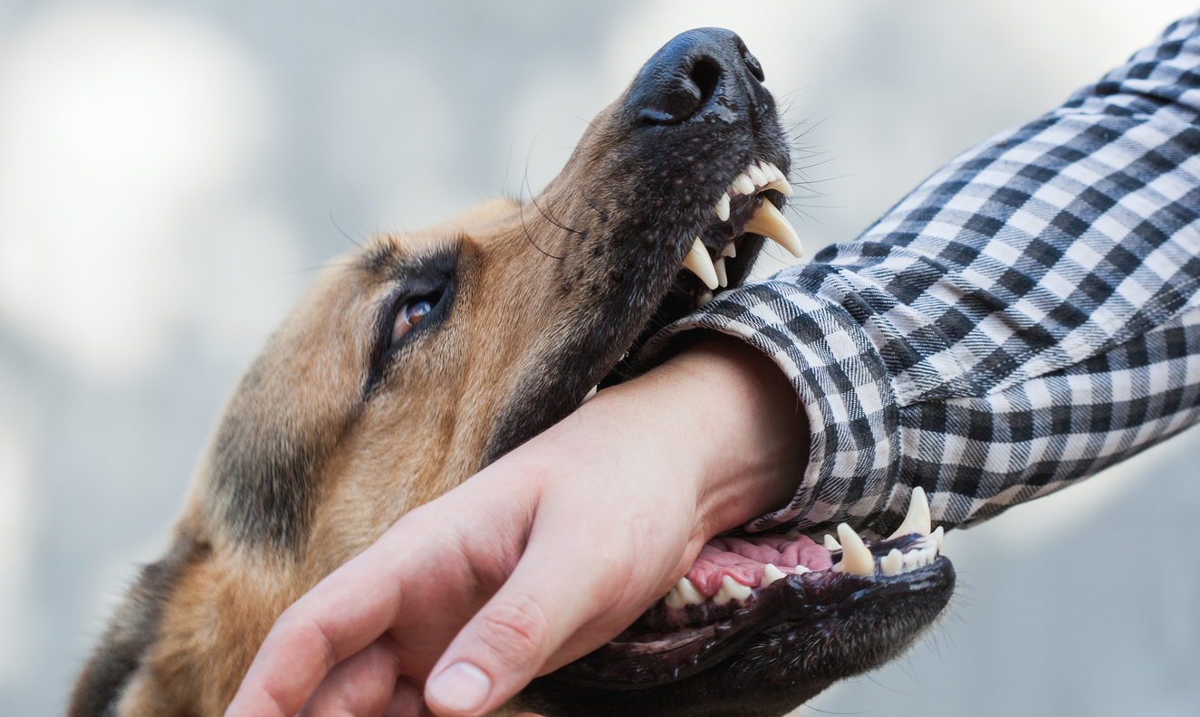 Parker Law Firm Injury Lawyers | DFW Works to Tighten the Leash on Dog Bite Incidents DFW Works to Tighten the Leash on Dog Bite Incidents